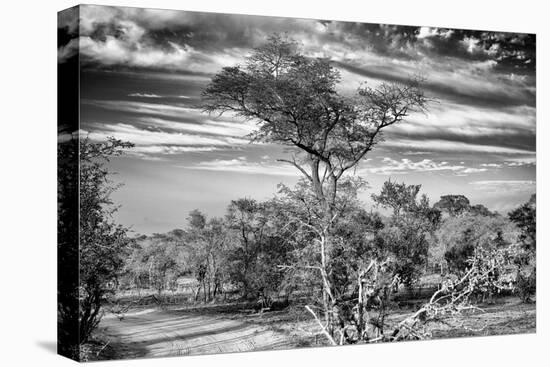 Awesome South Africa Collection B&W - African Landscape with Acacia Tree IV-Philippe Hugonnard-Stretched Canvas
