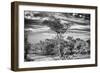 Awesome South Africa Collection B&W - African Landscape with Acacia Tree IV-Philippe Hugonnard-Framed Photographic Print