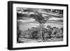 Awesome South Africa Collection B&W - African Landscape with Acacia Tree IV-Philippe Hugonnard-Framed Photographic Print