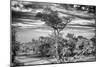 Awesome South Africa Collection B&W - African Landscape with Acacia Tree IV-Philippe Hugonnard-Mounted Photographic Print