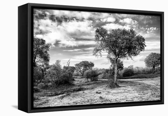 Awesome South Africa Collection B&W - African Landscape with Acacia Tree IX-Philippe Hugonnard-Framed Stretched Canvas