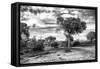 Awesome South Africa Collection B&W - African Landscape with Acacia Tree IX-Philippe Hugonnard-Framed Stretched Canvas