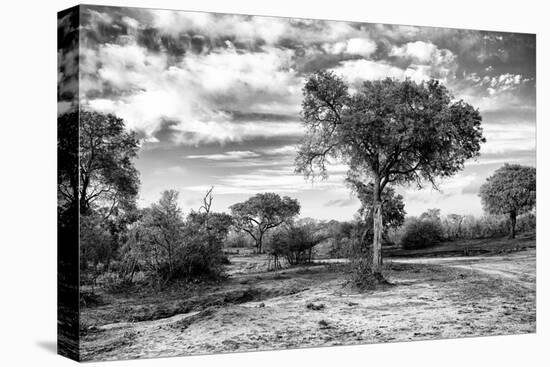Awesome South Africa Collection B&W - African Landscape with Acacia Tree IX-Philippe Hugonnard-Stretched Canvas