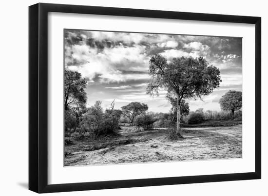 Awesome South Africa Collection B&W - African Landscape with Acacia Tree IX-Philippe Hugonnard-Framed Photographic Print