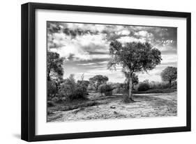 Awesome South Africa Collection B&W - African Landscape with Acacia Tree IX-Philippe Hugonnard-Framed Photographic Print