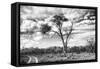 Awesome South Africa Collection B&W - African Landscape with Acacia Tree V-Philippe Hugonnard-Framed Stretched Canvas