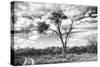 Awesome South Africa Collection B&W - African Landscape with Acacia Tree V-Philippe Hugonnard-Stretched Canvas