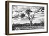 Awesome South Africa Collection B&W - African Landscape with Acacia Tree V-Philippe Hugonnard-Framed Photographic Print