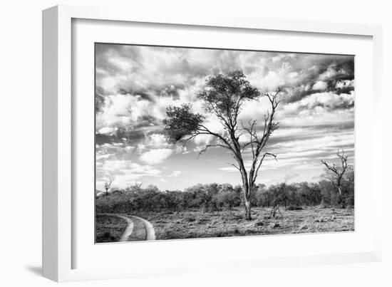 Awesome South Africa Collection B&W - African Landscape with Acacia Tree V-Philippe Hugonnard-Framed Photographic Print