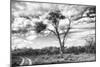 Awesome South Africa Collection B&W - African Landscape with Acacia Tree V-Philippe Hugonnard-Mounted Photographic Print