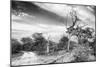 Awesome South Africa Collection B&W - African Landscape with Acacia Tree VI-Philippe Hugonnard-Mounted Photographic Print