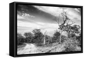 Awesome South Africa Collection B&W - African Landscape with Acacia Tree VI-Philippe Hugonnard-Framed Stretched Canvas