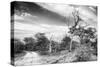 Awesome South Africa Collection B&W - African Landscape with Acacia Tree VI-Philippe Hugonnard-Stretched Canvas