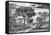 Awesome South Africa Collection B&W - African Landscape with Acacia Tree VII-Philippe Hugonnard-Framed Stretched Canvas