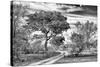 Awesome South Africa Collection B&W - African Landscape with Acacia Tree VII-Philippe Hugonnard-Stretched Canvas