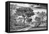 Awesome South Africa Collection B&W - African Landscape with Acacia Tree VII-Philippe Hugonnard-Framed Stretched Canvas