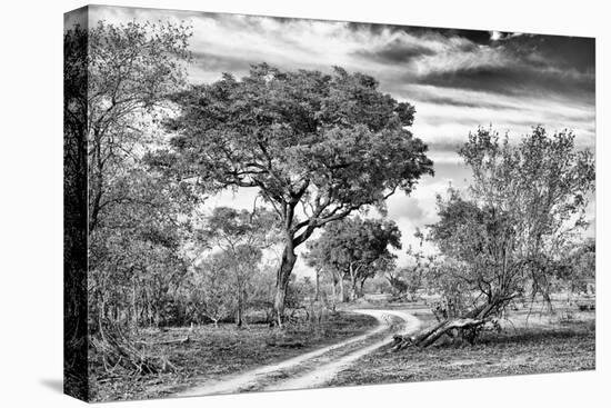 Awesome South Africa Collection B&W - African Landscape with Acacia Tree VII-Philippe Hugonnard-Stretched Canvas