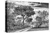 Awesome South Africa Collection B&W - African Landscape with Acacia Tree VII-Philippe Hugonnard-Stretched Canvas