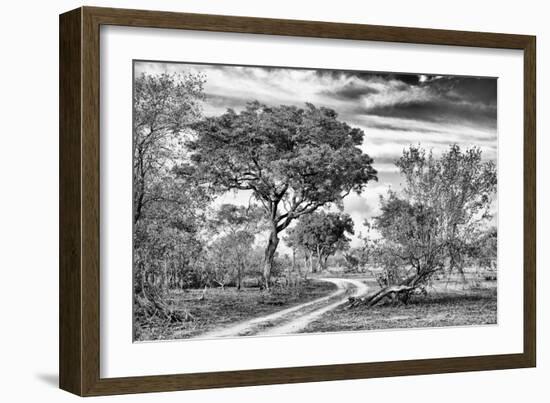 Awesome South Africa Collection B&W - African Landscape with Acacia Tree VII-Philippe Hugonnard-Framed Photographic Print