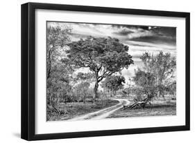 Awesome South Africa Collection B&W - African Landscape with Acacia Tree VII-Philippe Hugonnard-Framed Photographic Print