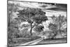 Awesome South Africa Collection B&W - African Landscape with Acacia Tree VII-Philippe Hugonnard-Mounted Photographic Print