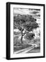 Awesome South Africa Collection B&W - African Landscape with Acacia Tree VIII-Philippe Hugonnard-Framed Photographic Print