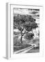 Awesome South Africa Collection B&W - African Landscape with Acacia Tree VIII-Philippe Hugonnard-Framed Photographic Print