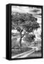 Awesome South Africa Collection B&W - African Landscape with Acacia Tree VIII-Philippe Hugonnard-Framed Stretched Canvas