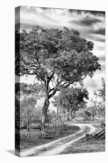 Awesome South Africa Collection B&W - African Landscape with Acacia Tree VIII-Philippe Hugonnard-Stretched Canvas