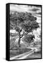 Awesome South Africa Collection B&W - African Landscape with Acacia Tree VIII-Philippe Hugonnard-Framed Stretched Canvas