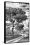 Awesome South Africa Collection B&W - African Landscape with Acacia Tree VIII-Philippe Hugonnard-Framed Stretched Canvas