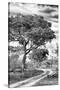 Awesome South Africa Collection B&W - African Landscape with Acacia Tree VIII-Philippe Hugonnard-Stretched Canvas