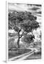 Awesome South Africa Collection B&W - African Landscape with Acacia Tree VIII-Philippe Hugonnard-Framed Photographic Print