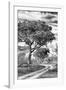 Awesome South Africa Collection B&W - African Landscape with Acacia Tree VIII-Philippe Hugonnard-Framed Photographic Print