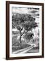 Awesome South Africa Collection B&W - African Landscape with Acacia Tree VIII-Philippe Hugonnard-Framed Photographic Print