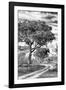 Awesome South Africa Collection B&W - African Landscape with Acacia Tree VIII-Philippe Hugonnard-Framed Photographic Print