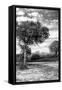 Awesome South Africa Collection B&W - African Landscape with Acacia Tree X-Philippe Hugonnard-Framed Stretched Canvas