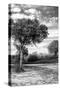 Awesome South Africa Collection B&W - African Landscape with Acacia Tree X-Philippe Hugonnard-Stretched Canvas