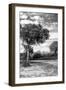 Awesome South Africa Collection B&W - African Landscape with Acacia Tree X-Philippe Hugonnard-Framed Photographic Print