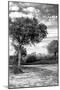 Awesome South Africa Collection B&W - African Landscape with Acacia Tree X-Philippe Hugonnard-Mounted Photographic Print