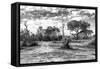 Awesome South Africa Collection B&W - African Landscape with Acacia Tree XI-Philippe Hugonnard-Framed Stretched Canvas