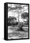 Awesome South Africa Collection B&W - African Landscape with Acacia Tree XII-Philippe Hugonnard-Framed Stretched Canvas