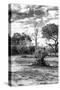 Awesome South Africa Collection B&W - African Landscape with Acacia Tree XII-Philippe Hugonnard-Stretched Canvas