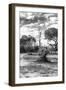 Awesome South Africa Collection B&W - African Landscape with Acacia Tree XII-Philippe Hugonnard-Framed Photographic Print