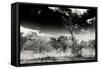 Awesome South Africa Collection B&W - African Landscape with Acacia Tree XIII-Philippe Hugonnard-Framed Stretched Canvas