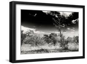 Awesome South Africa Collection B&W - African Landscape with Acacia Tree XIII-Philippe Hugonnard-Framed Photographic Print