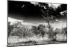 Awesome South Africa Collection B&W - African Landscape with Acacia Tree XIII-Philippe Hugonnard-Mounted Photographic Print