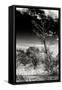 Awesome South Africa Collection B&W - African Landscape with Acacia Tree XIV-Philippe Hugonnard-Framed Stretched Canvas