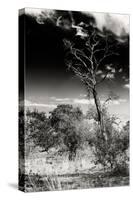 Awesome South Africa Collection B&W - African Landscape with Acacia Tree XIV-Philippe Hugonnard-Stretched Canvas