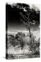 Awesome South Africa Collection B&W - African Landscape with Acacia Tree XIV-Philippe Hugonnard-Stretched Canvas